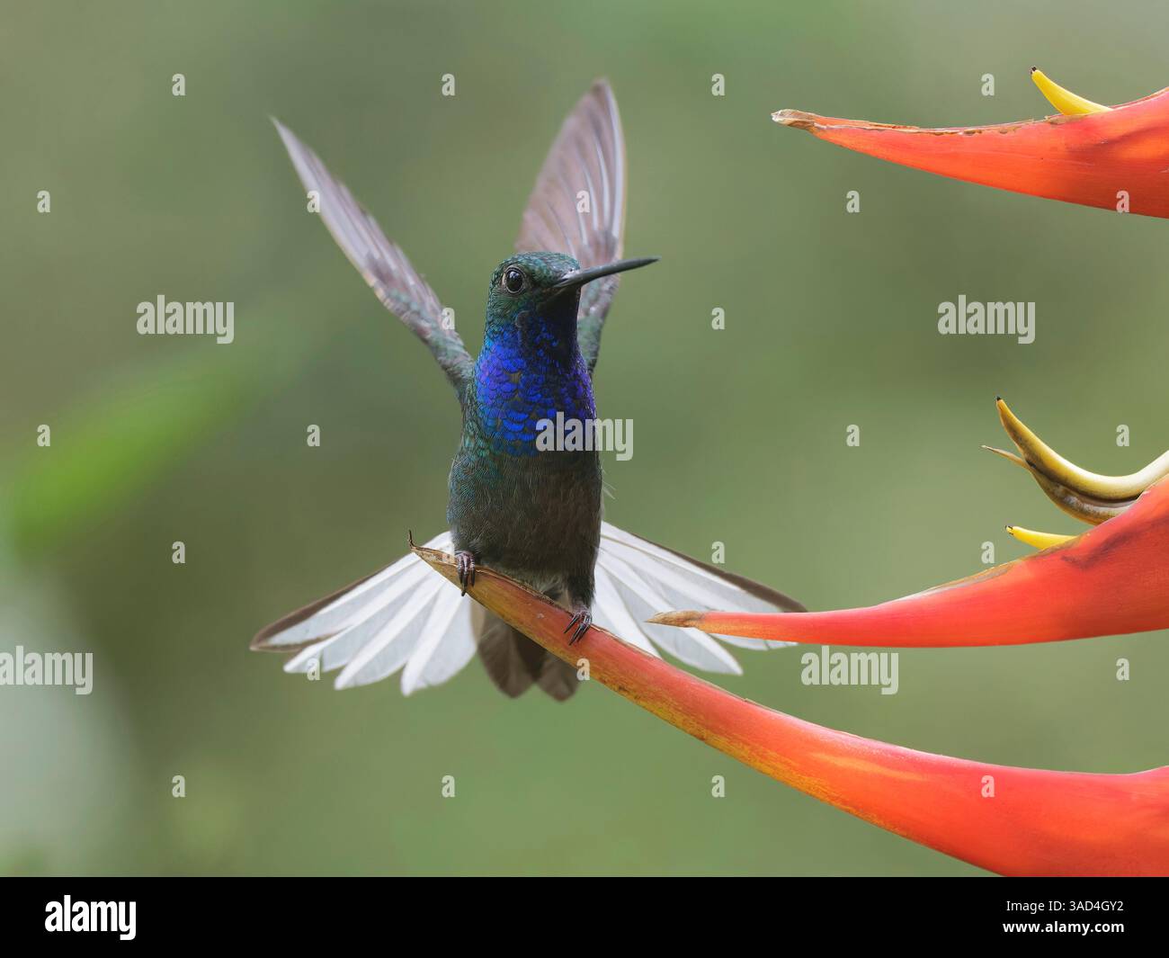 Hillstar Mit Grünem Rücken Stockfoto