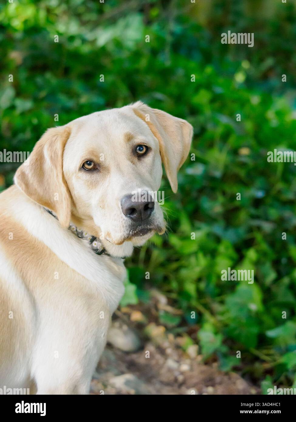 Gelbes Labrador-Hundeporträt draußen. Stockfoto