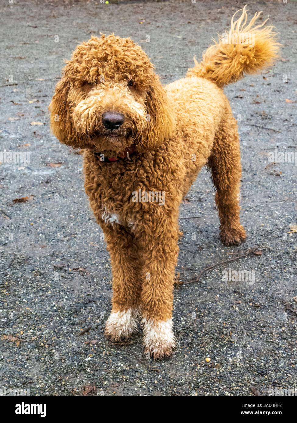 Goldendoodle Hundeporträt draußen. Stockfoto