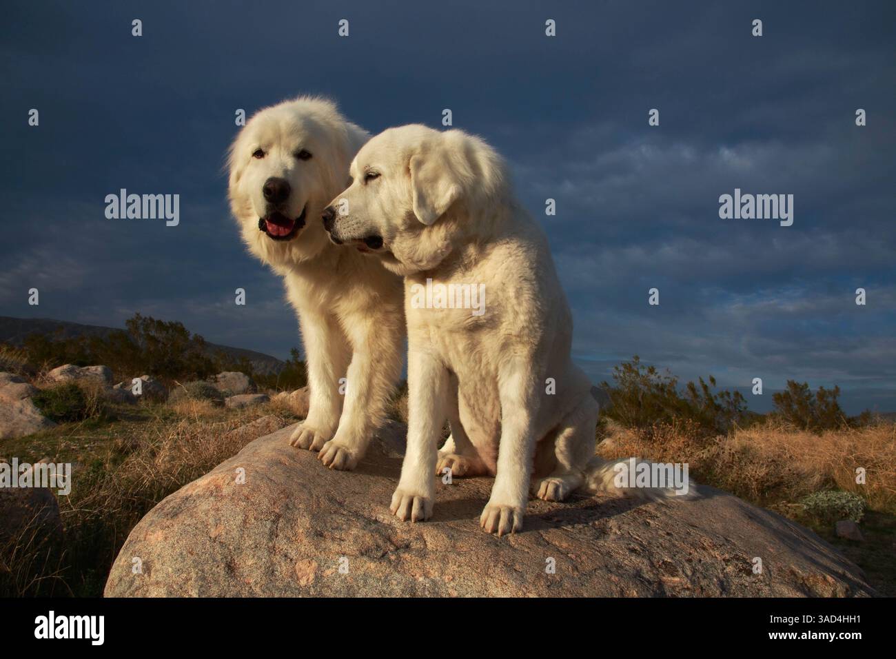 Große Pyrenäen im Dienst Stockfoto