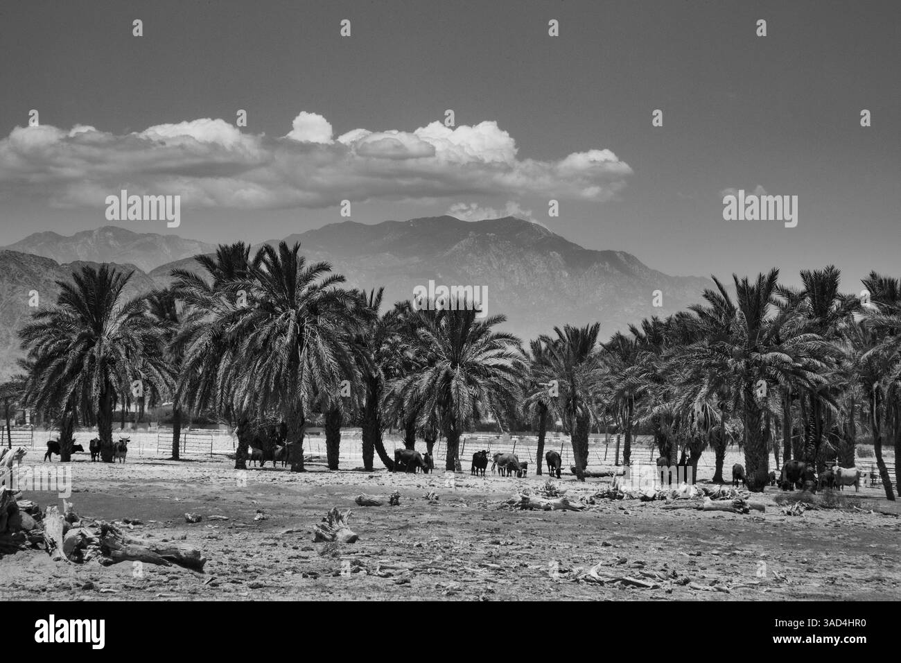Rinder unter Dattelpalmen, Coachella Valley, Kalifornien, USA. Stockfoto