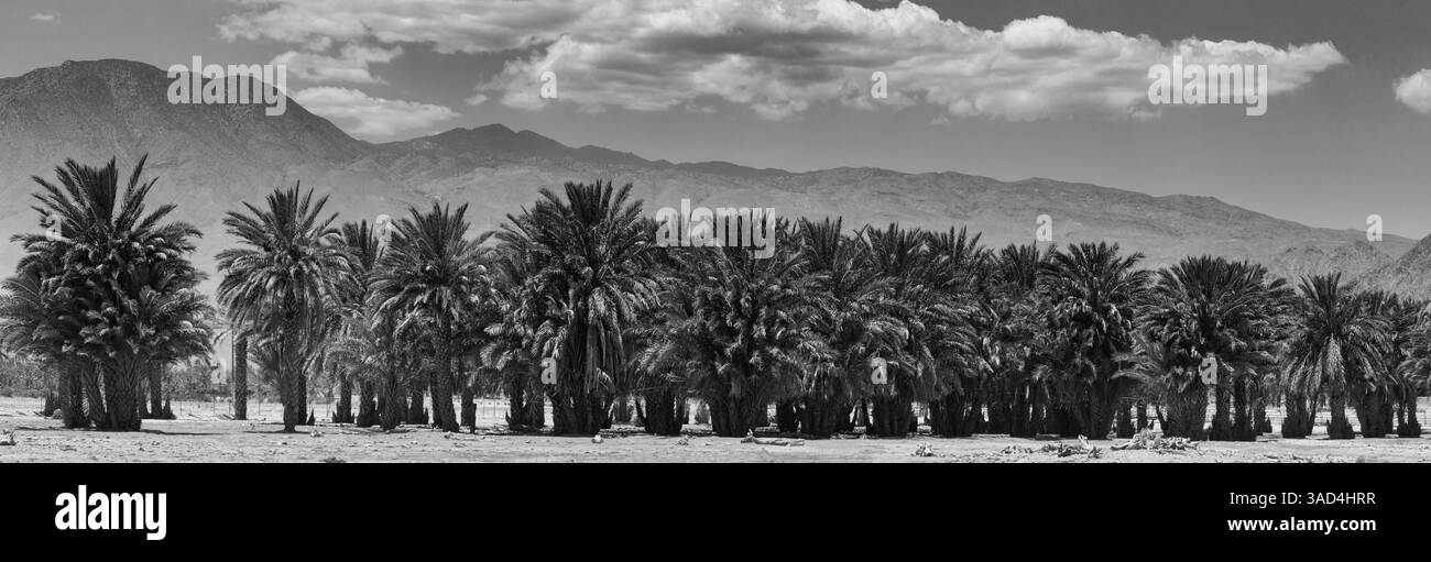Rinder unter Dattelpalmen, Coachella Valley, Kalifornien, USA. Stockfoto