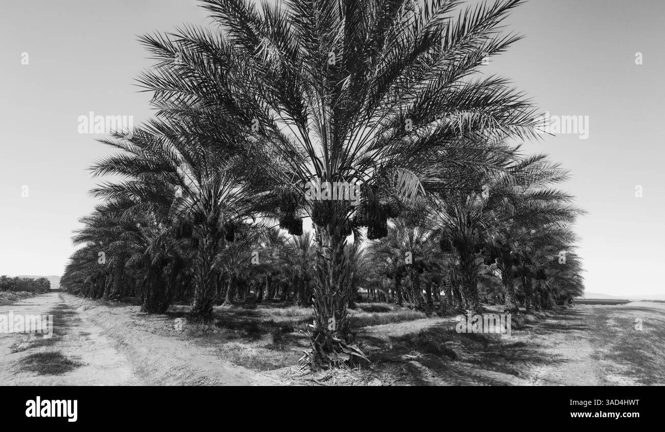 Date Palms, Coachella Valley, Kalifornien, USA. Stockfoto