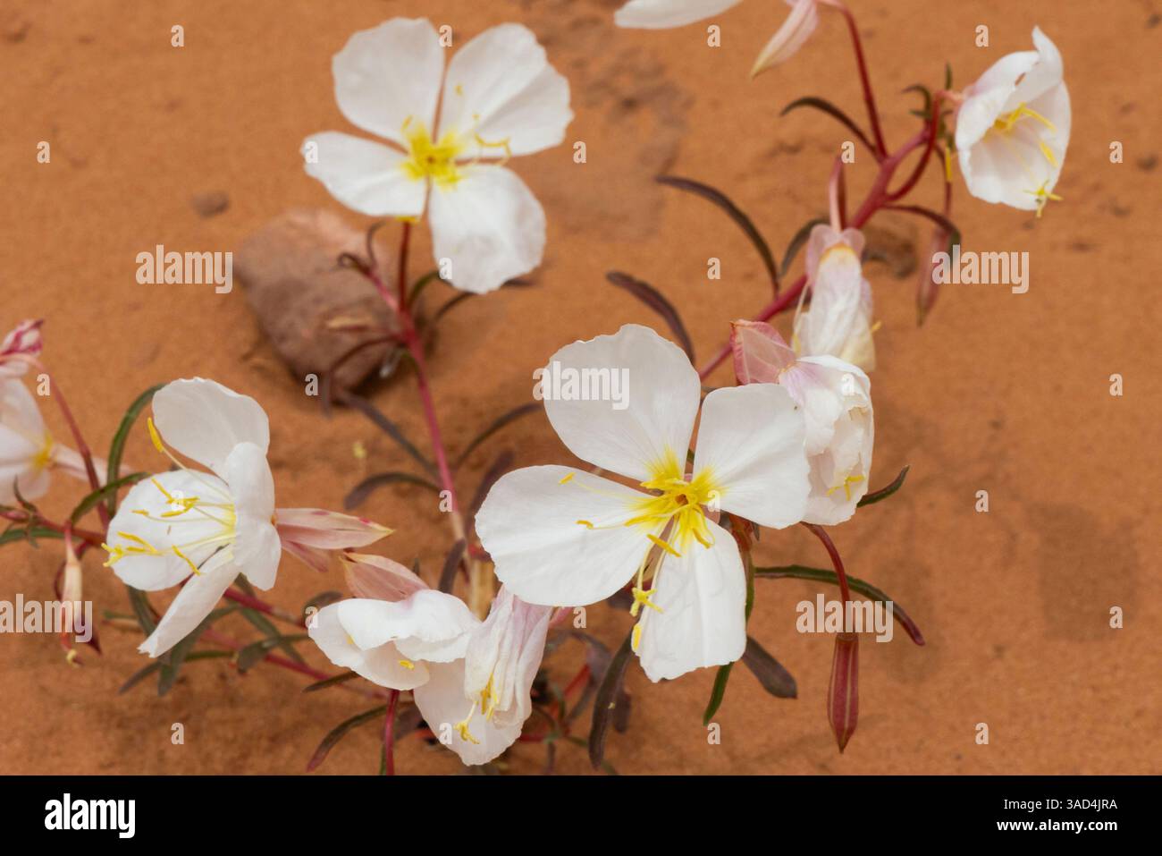 Blassabendliche Primrose, Double Arch, Arches National Park, Utah, USA Stockfoto