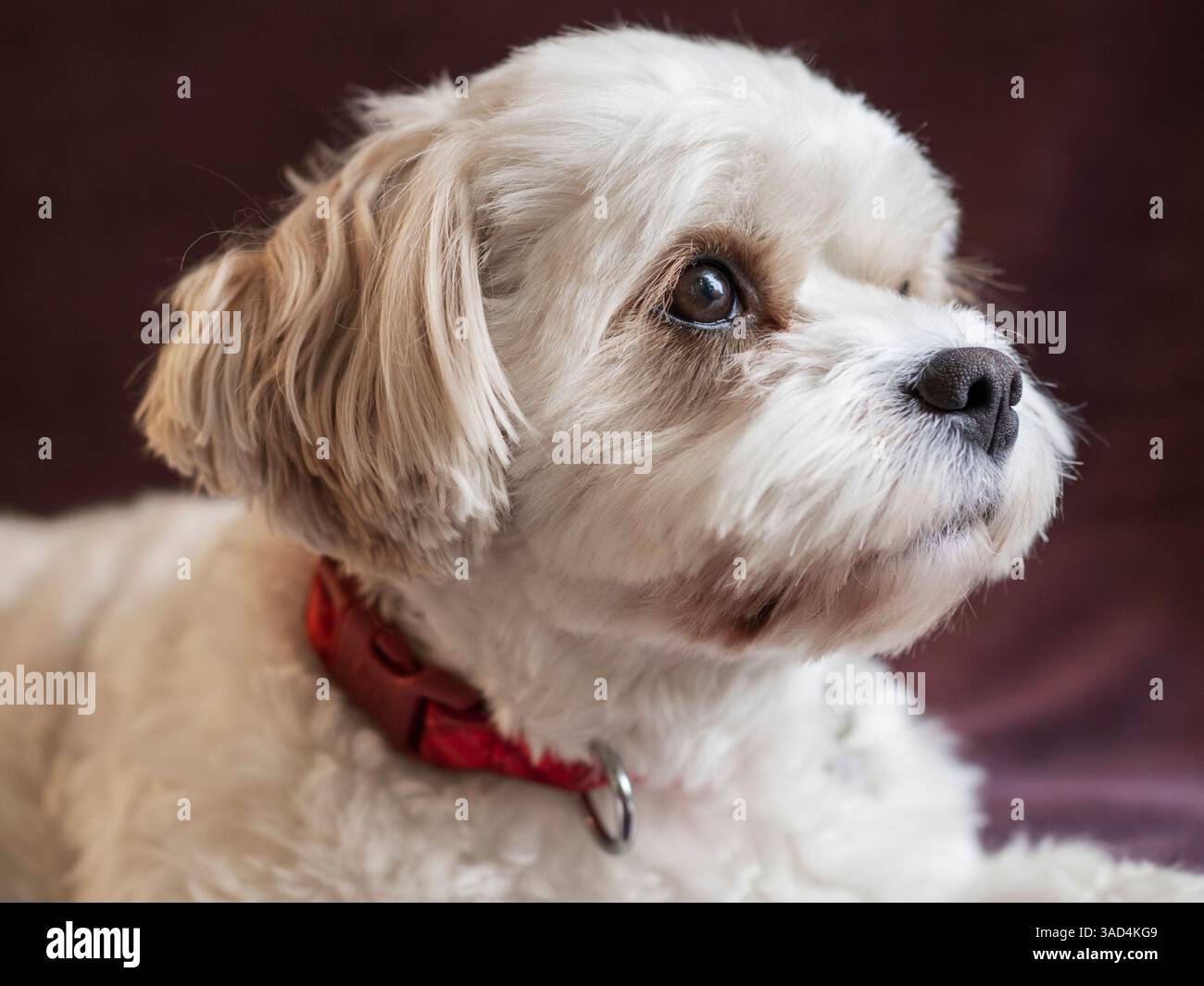 Gemischt Coton de Tulear und Kavalier King Charles Hund, Porträt. Stockfoto