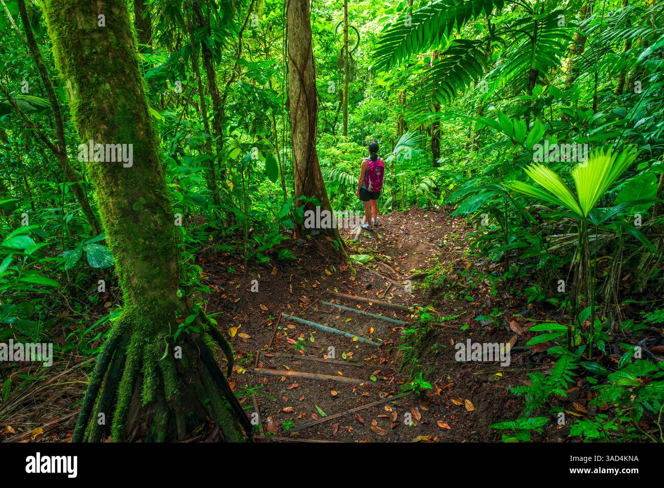 Frau, die auf einem Dschungelpfad unterwegs ist, Provinz Alajuela, Costa Rica. HERR) Stockfoto