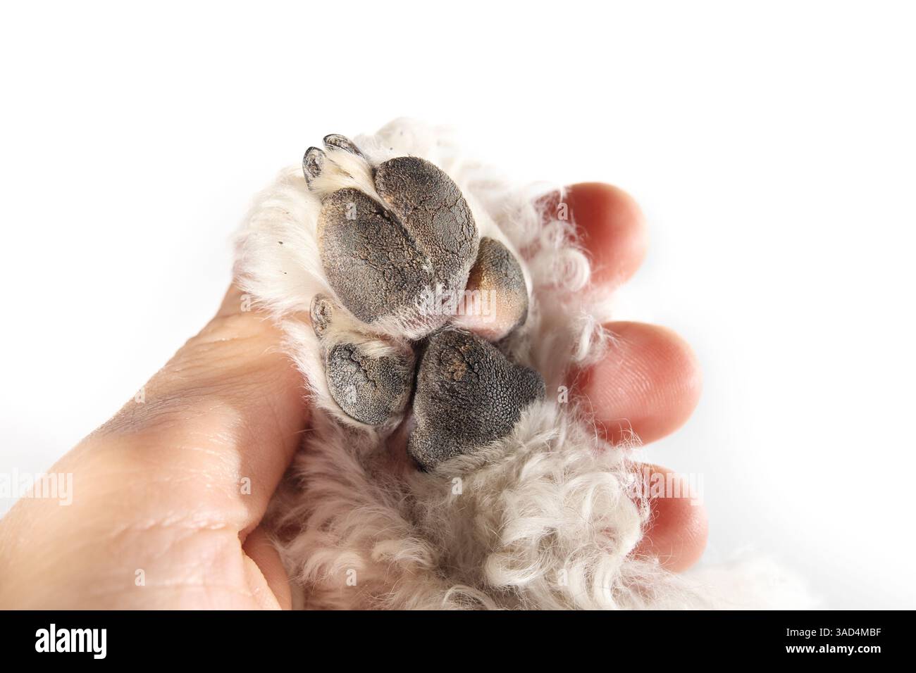 Hundepfoten mit rauer Oberfläche und Rissen, vom Besitzer geprüft. Nahaufnahme der abgenutzten Hundeauflage. Pfotengesundheit und Anatomiekonzept. Weiblicher Miniaturpudel, Stockfoto