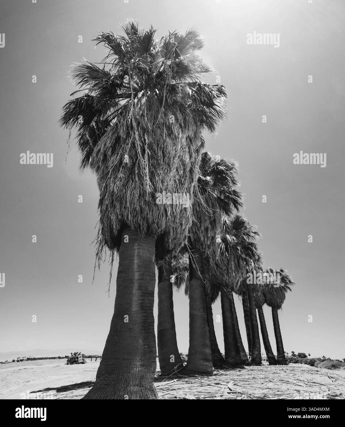 Altes Anwesen, Dattelpalmen, Coachella Valley, Kalifornien, USA. Stockfoto