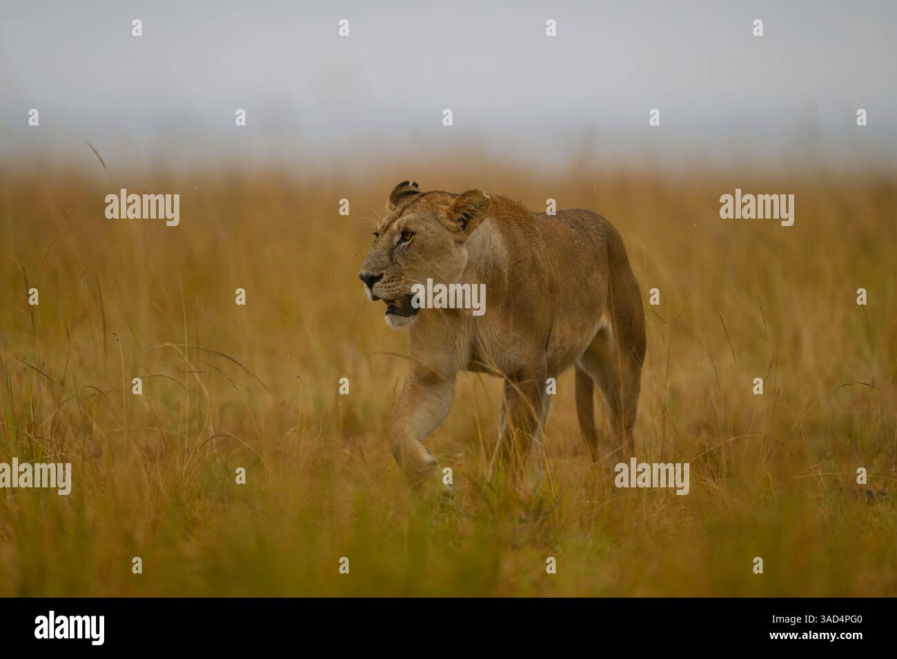 Löwin geht über die hohen Grasebenen von Masai Mara, Kenia Stockfoto
