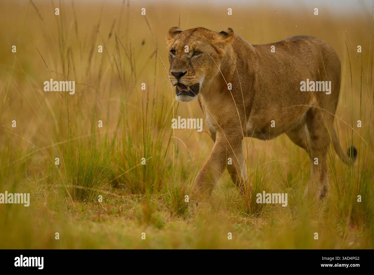 Löwin geht über die hohen Grasebenen von Masai Mara, Kenia Stockfoto