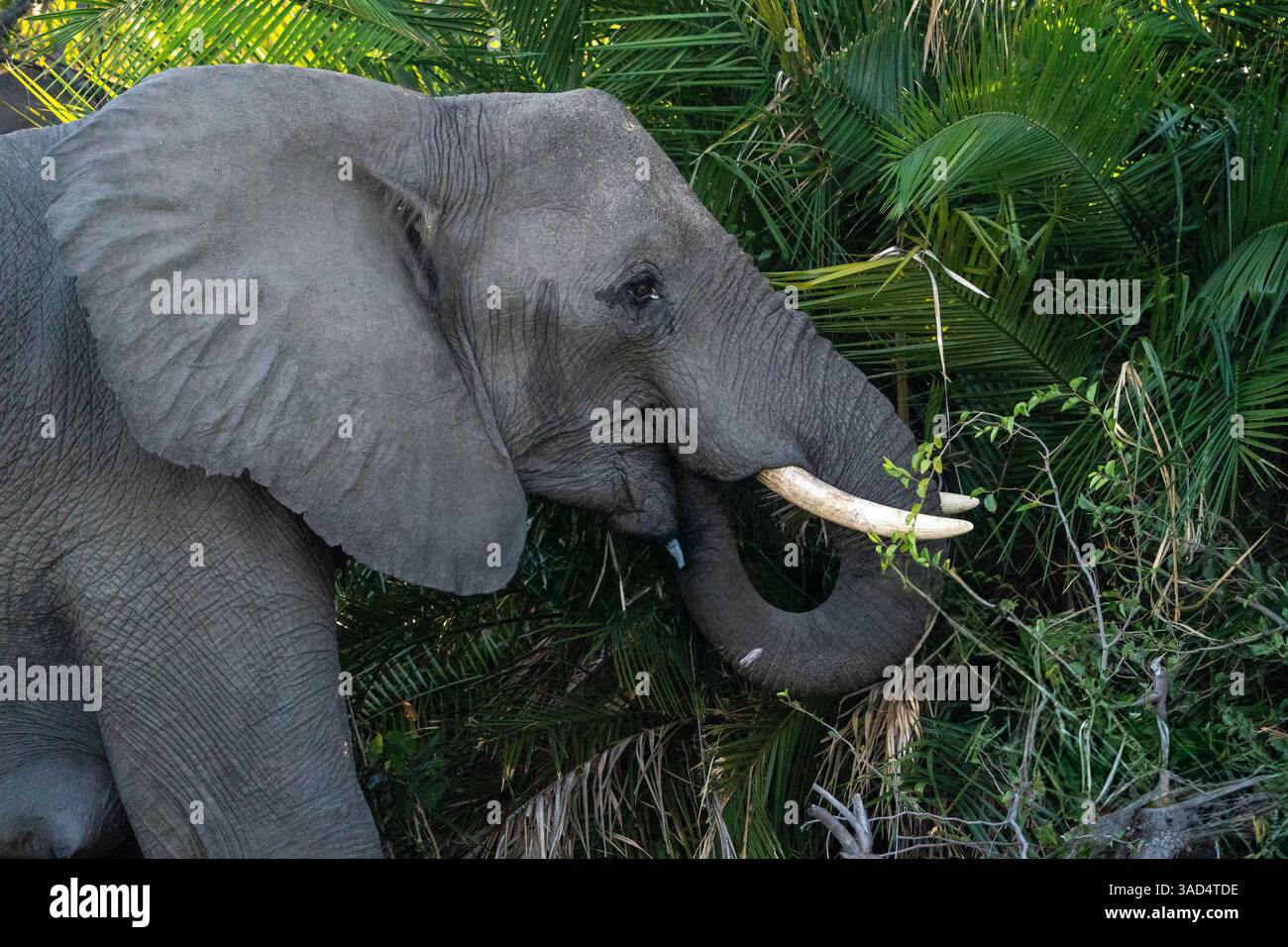 Afrikanische Buschelefanten (Loxodonta africana) in Botswana, Afrika, gelten als vom Aussterben bedrohte Arten Stockfoto