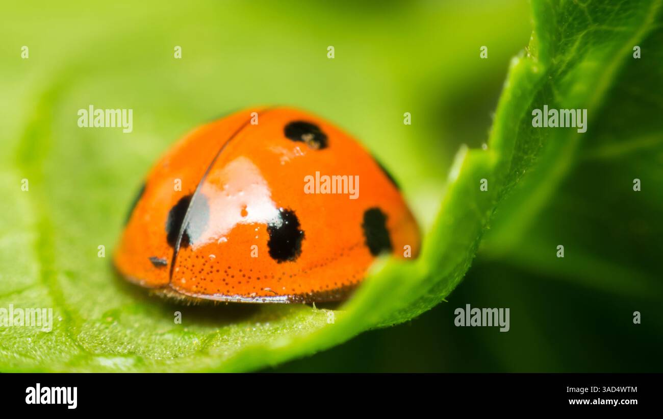 Makro von Käfer-Insekten (Marienkäfer) orange und Punkt schwarz Farbe nah auf dem grünen Blatt oder lassen Sie in der Natur Stockfoto