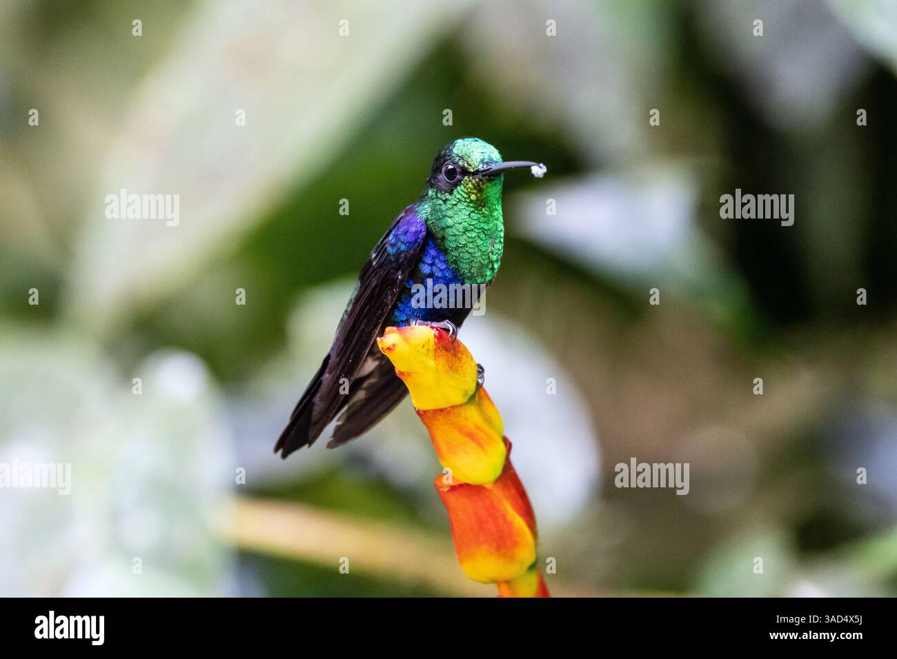 Nahaufnahme einer männlichen gekrönten Woodnymphe, die auf einer orangen Blume in Ecuador thront. Stockfoto