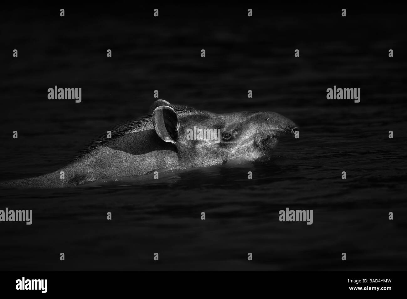 Schwarz-weiß-Bild eines brasilianischen Tapirs, der in einem Fluss schwimmt Stockfoto