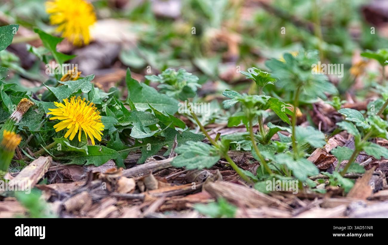 Gelbe Löwenzahn-Blüten und Frühjahrskraut, die durch Mulch wachsen. Bodennahe Makroansicht der natürlichen Pflanzenwelt im Gartenbeet. Stockfoto