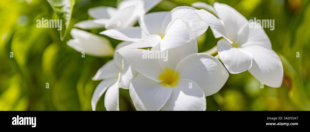 Weiße und gelbe Plumeria-Blüten Bündel Blüte Nahaufnahme, grüne Blätter verschwommener Bokeh-Hintergrund, blühende Frangipani-Baumzweig exotische tropische Blume Stockfoto