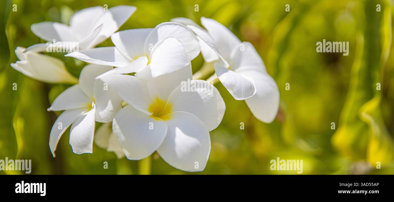 Weiße und gelbe Plumeria-Blüten Bündel Blüte Nahaufnahme, grüne Blätter verschwommener Bokeh-Hintergrund, blühende Frangipani-Baumzweig exotische tropische Blume Stockfoto