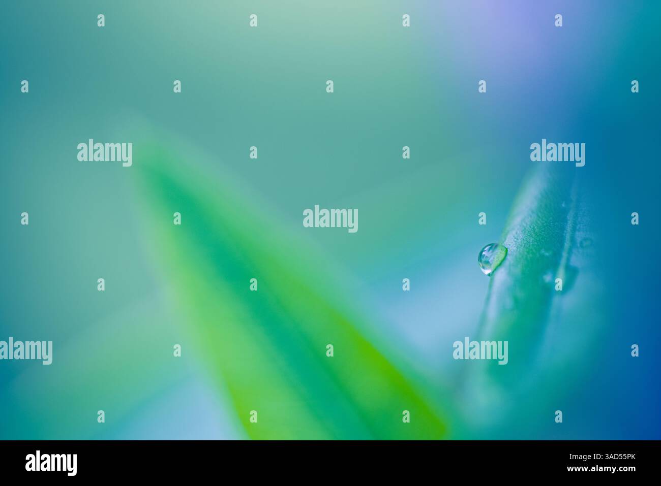 Wunderschöne Makroansicht des Blattes mit glitzernden Tropfen, komplizierten Details und lebendigen Texturen, die die Schönheit der Natur in atemberaubender Nahaufnahme zeigen Stockfoto