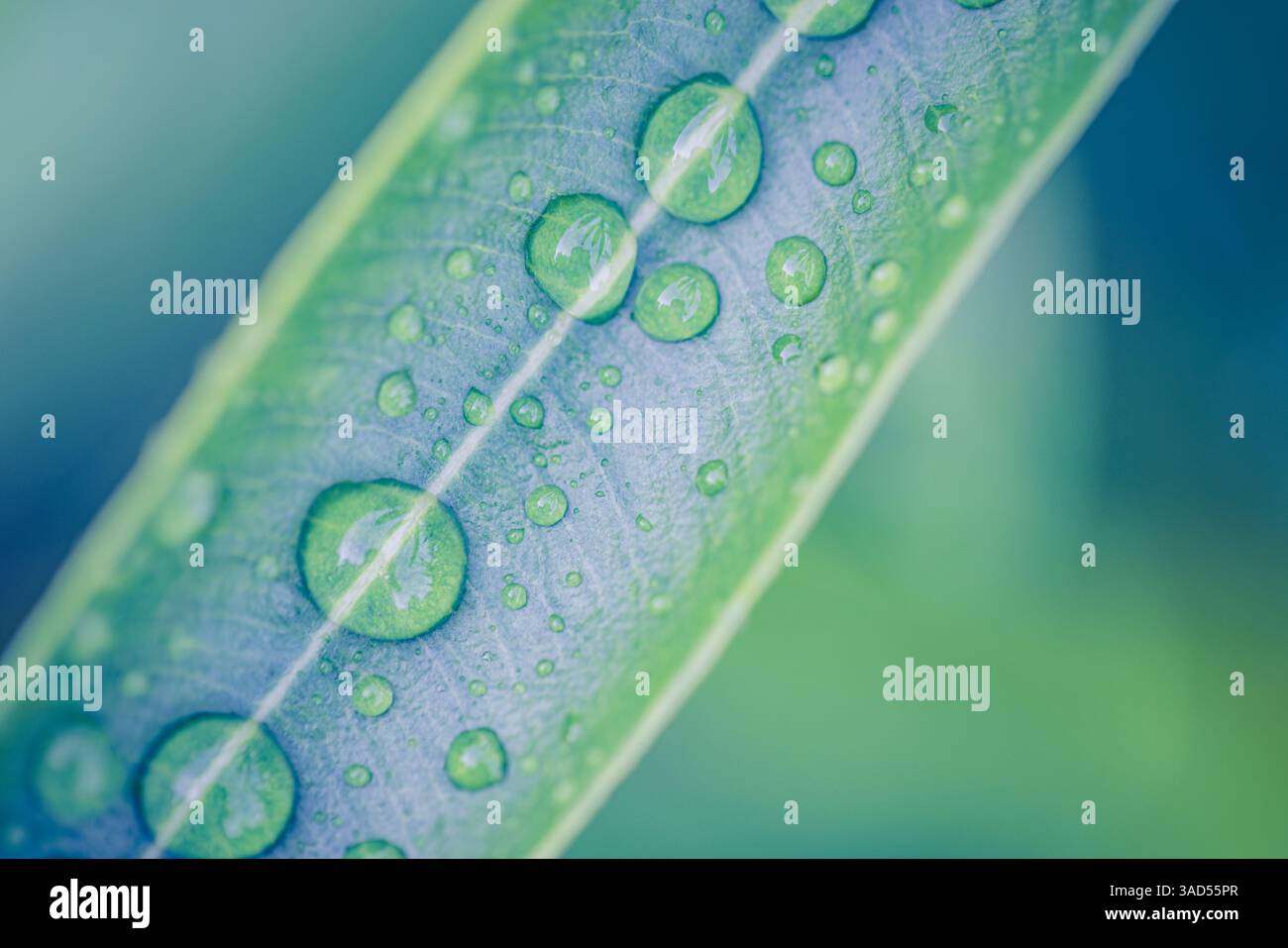 Wunderschöne Makroansicht des Blattes mit glitzernden Tropfen, komplizierten Details und lebendigen Texturen, die die Schönheit der Natur in atemberaubender Nahaufnahme zeigen Stockfoto