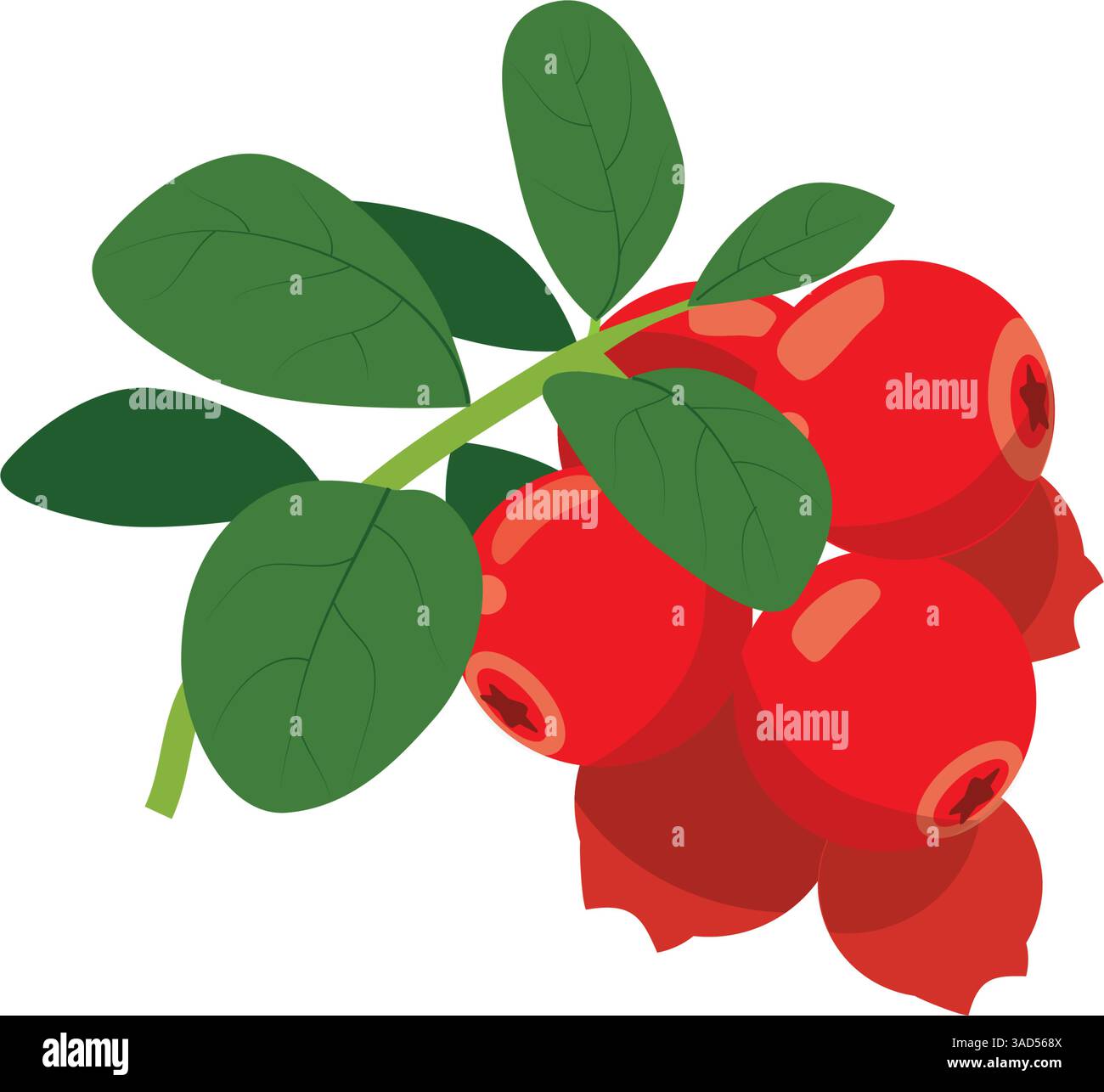 Cranberry Logo Vektorvorlage. Preiselbeere in flacher Karte Stock Vektor