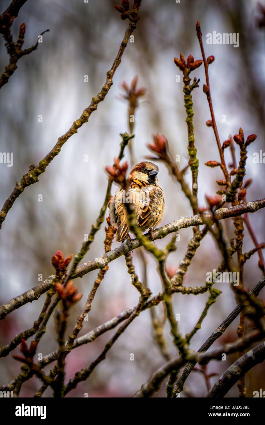 Ein Haussperling (Passer domesticus), der auf aufblühenden Zweigen thront und sein braunes Gefieder mit dem gedämpften Frühlingshimmel verschmilzt Stockfoto