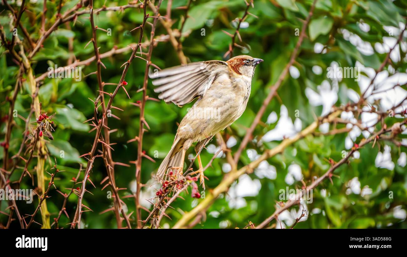Ein Haussperling (Passer domesticus) flattert mit einem Flügel zwischen stacheligen Ästen und offenbart einen hellen Blick in einer lebendigen Hecke Stockfoto