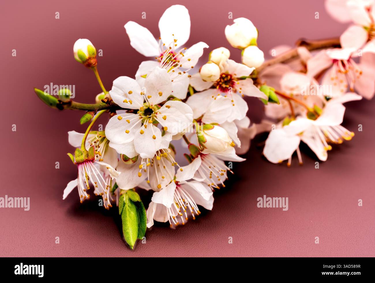 Eine Makroansicht der Kirschblüten (Prunus cerasifera), die auf einer rosafarbenen Oberfläche angeordnet sind und zarte Blütenblätter und entstehende Knospen im Detail sichtbar machen Stockfoto