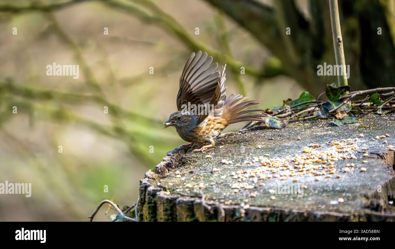 Ein Dunnock (Prunella modularis) streckt seine Flügel aus, während er in einer ruhigen britischen Waldlichtung Samen von einem verwitterten Stumpf entnimmt Stockfoto