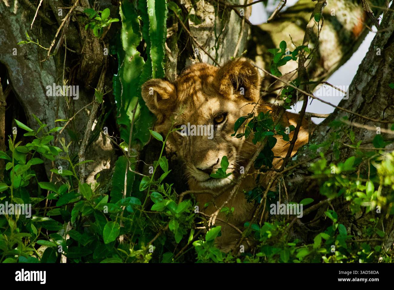 Ein Löwenjunges in einem Baum sucht nach seiner Mutter und schaut in die Kamera Stockfoto