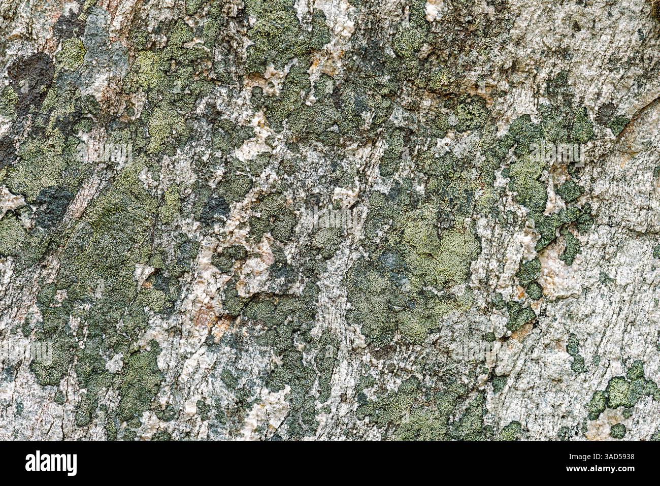 Die detaillierte Nahaufnahme einer Steinoberfläche zeigt komplexe Texturen und lebendige natürliche Farben, die die Schönheit des Designs der Natur zum Ausdruck bringen. Stockfoto