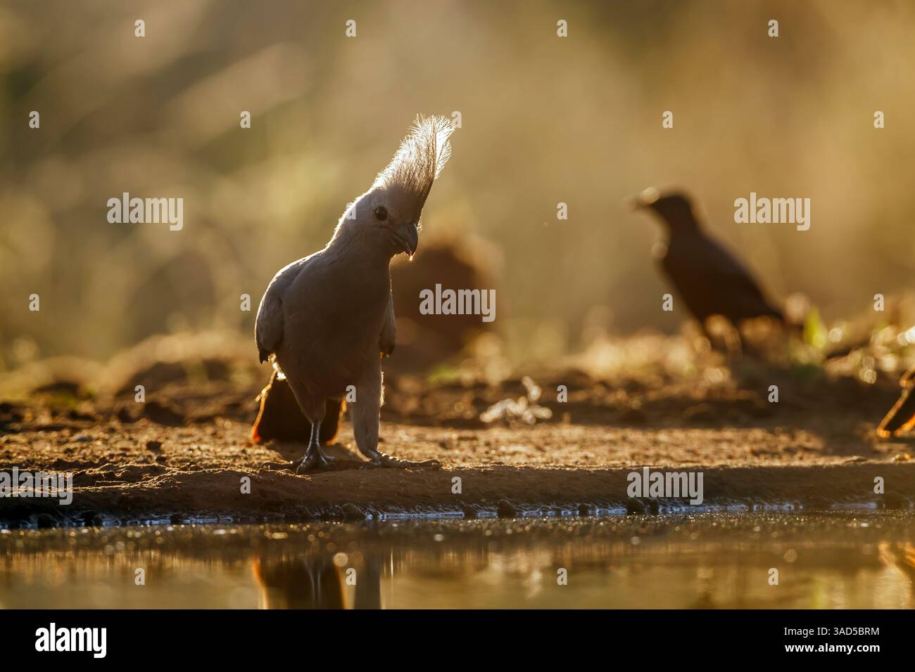 Grauer Vogel, der hintergrundbeleuchtete Vorderansicht entlang des Wasserlochs im Kruger-Nationalpark, Südafrika, steht; Specie Corythaixoides koncolor Familie der Musopha Stockfoto