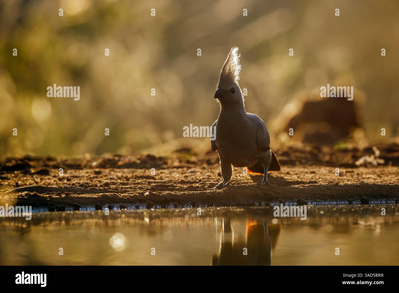 Grauer Vogel, der hintergrundbeleuchtete Vorderansicht entlang des Wasserlochs im Kruger-Nationalpark, Südafrika, steht; Specie Corythaixoides koncolor Familie der Musopha Stockfoto