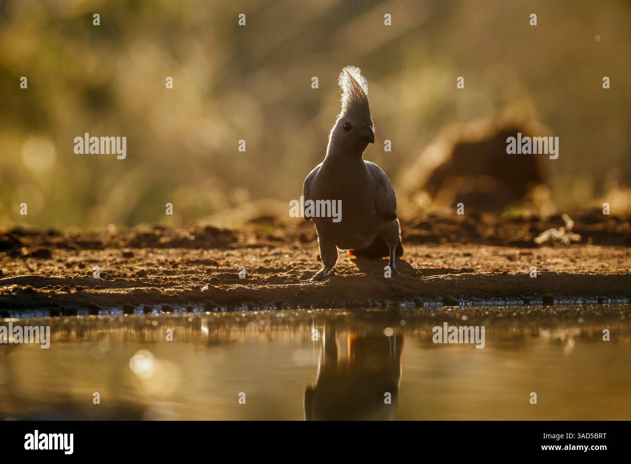 Grauer Vogel, der hintergrundbeleuchtete Vorderansicht entlang des Wasserlochs im Kruger-Nationalpark, Südafrika, steht; Specie Corythaixoides koncolor Familie der Musopha Stockfoto