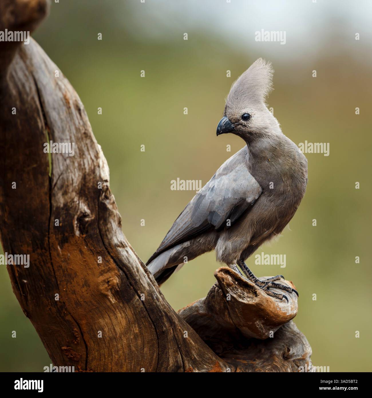 Grauer Vogel, der auf einem Baumstamm steht, der in natürlichem Hintergrund im Kruger-Nationalpark, Südafrika, isoliert ist; Specie Corythaixoides koncolor-Familie von Mu Stockfoto