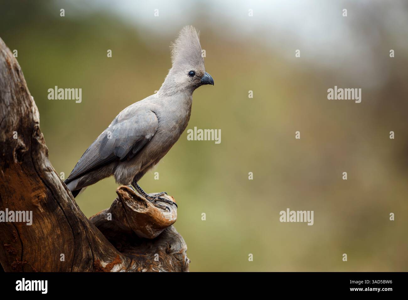 Grauer Vogel, der auf einem Baumstamm steht, der in natürlichem Hintergrund im Kruger-Nationalpark, Südafrika, isoliert ist; Specie Corythaixoides koncolor-Familie von Mu Stockfoto