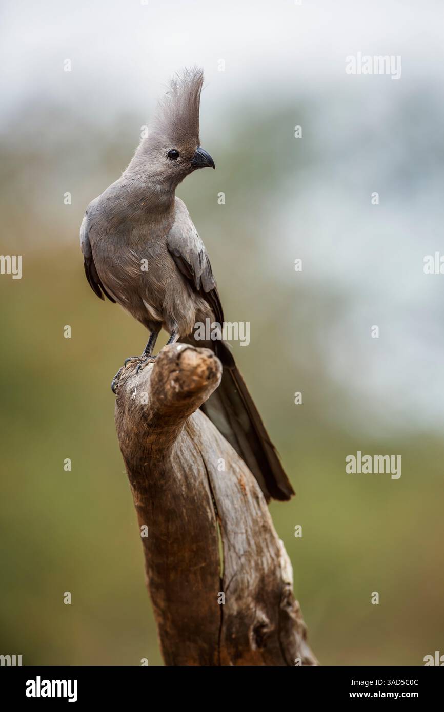 Grauer Vogel, der auf einem Baumstamm steht, der in natürlichem Hintergrund im Kruger-Nationalpark, Südafrika, isoliert ist; Specie Corythaixoides koncolor-Familie von Mu Stockfoto