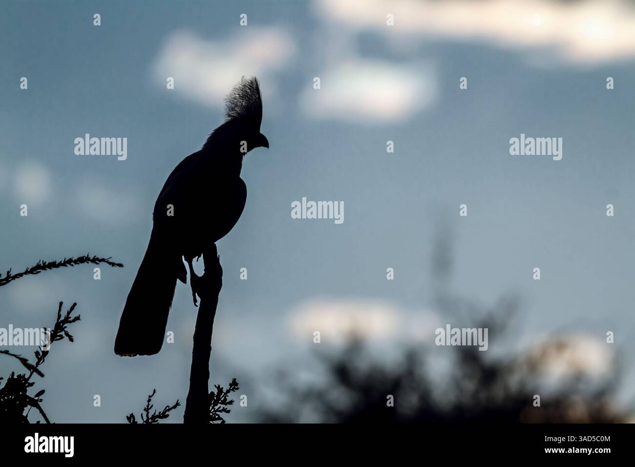 Graue Vogelsilhouette, isoliert am bewölkten Himmel im Kruger-Nationalpark, Südafrika; Specie Corythaixoides concolor Familie der Musophagidae Stockfoto