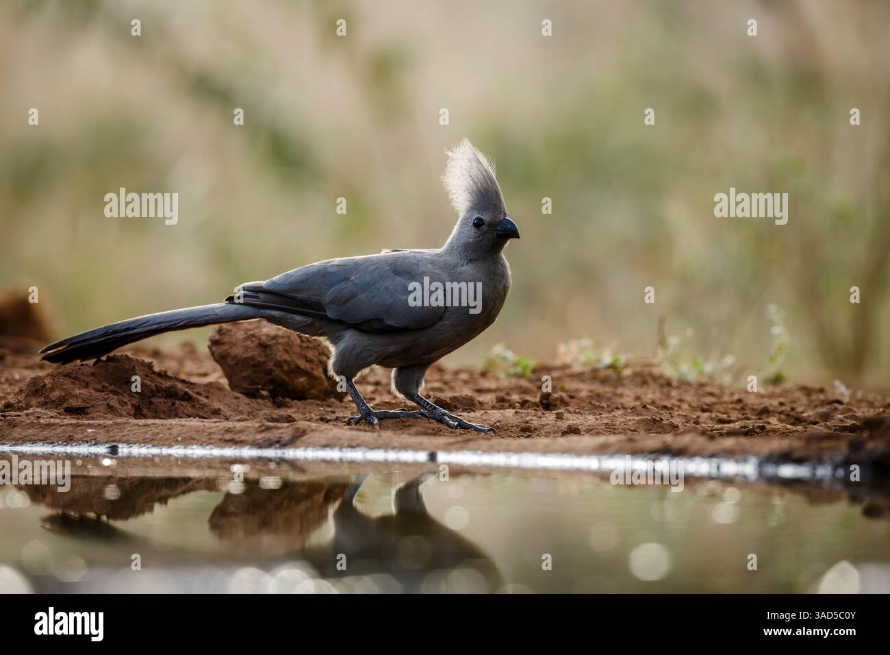 Grauer Go Away-Vogel, der am Wasserloch im Kruger-Nationalpark, Südafrika hinterleuchtet steht; Specie Corythaixoides koncolor Familie der Musophagidae Stockfoto