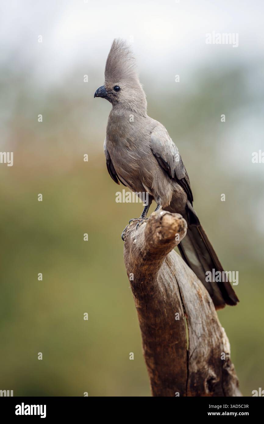 Grauer Vogel, der auf einem Baumstamm steht, der in natürlichem Hintergrund im Kruger-Nationalpark, Südafrika, isoliert ist; Specie Corythaixoides koncolor-Familie von Mu Stockfoto