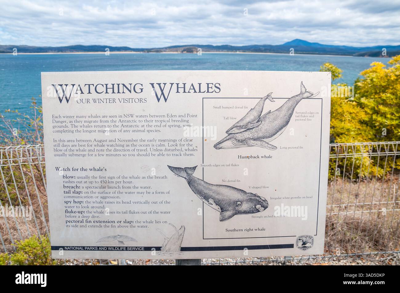 Informationsschild zur Walbeobachtung an der Küste, Informationstafel zu Buckelwalen und südlichen Glattwalen, Merimbula, Australien Stockfoto