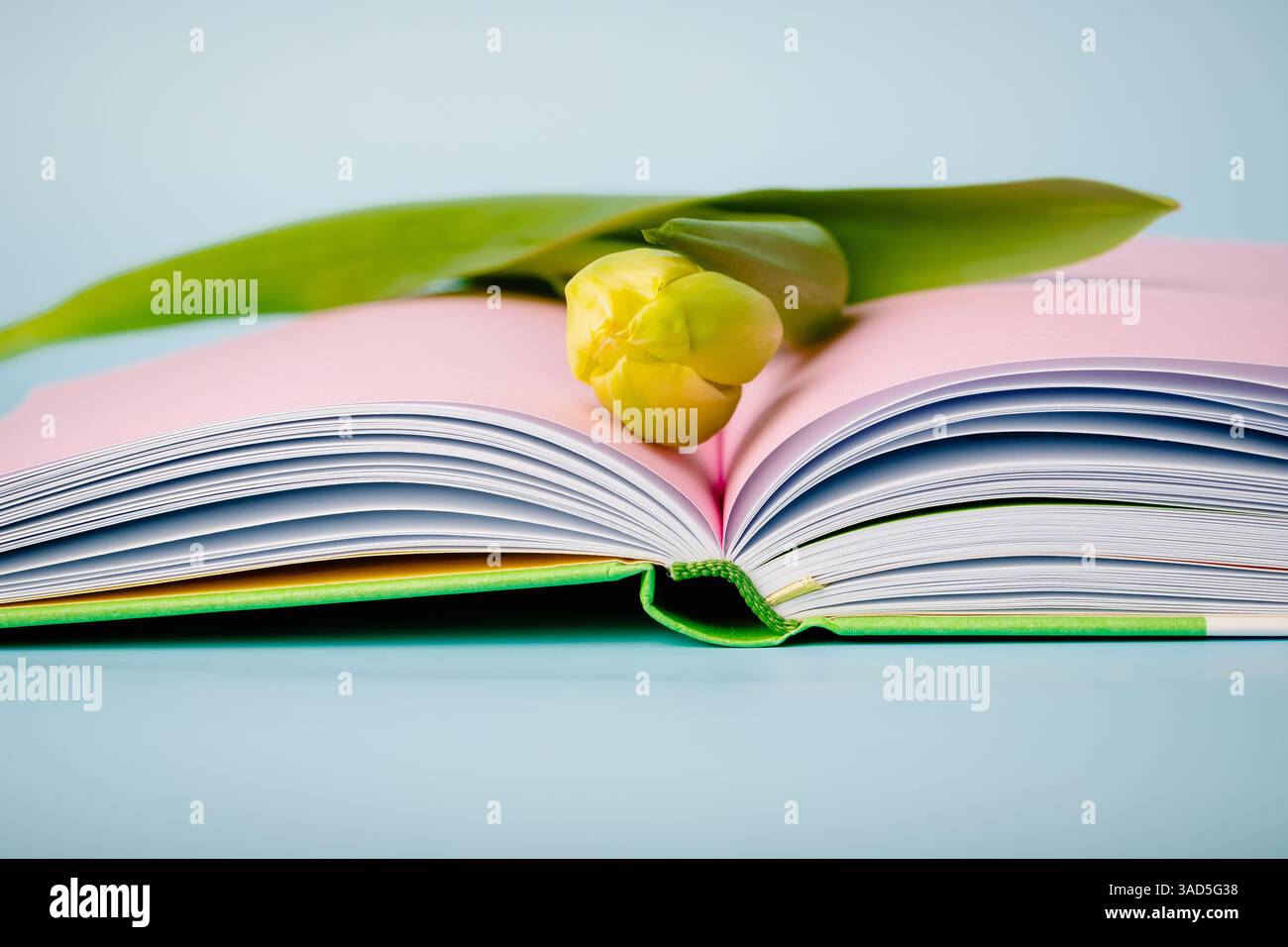 Eine einzige gelbe Tulpe liegt auf einem offenen Buch. Blauer Hintergrund. Kopierbereich Stockfoto