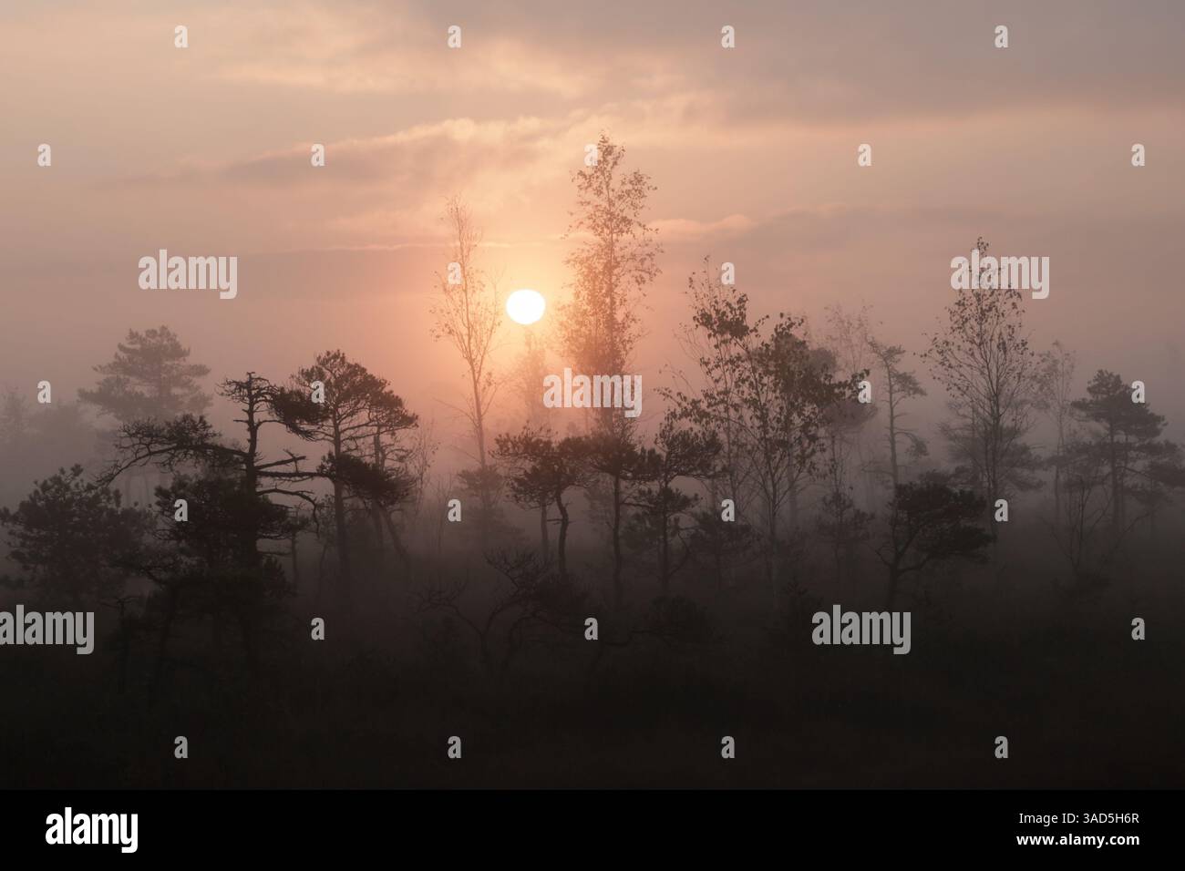 Verträumt Wald Stockfoto