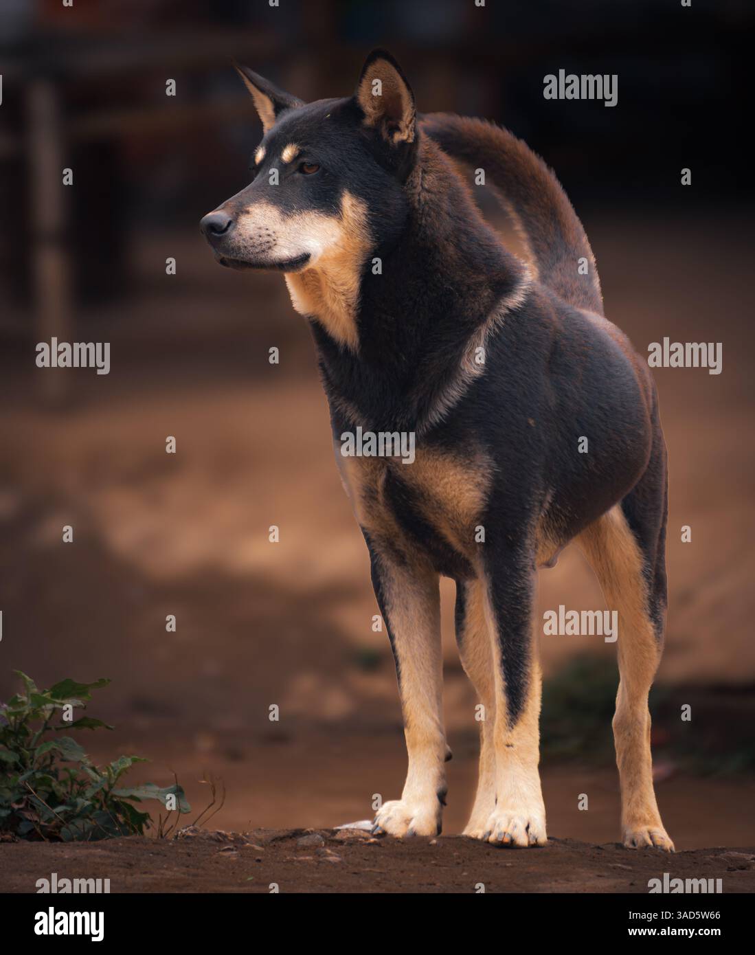 Vietnamesischer Mischhund in Mai chau, Vietnam Stockfoto
