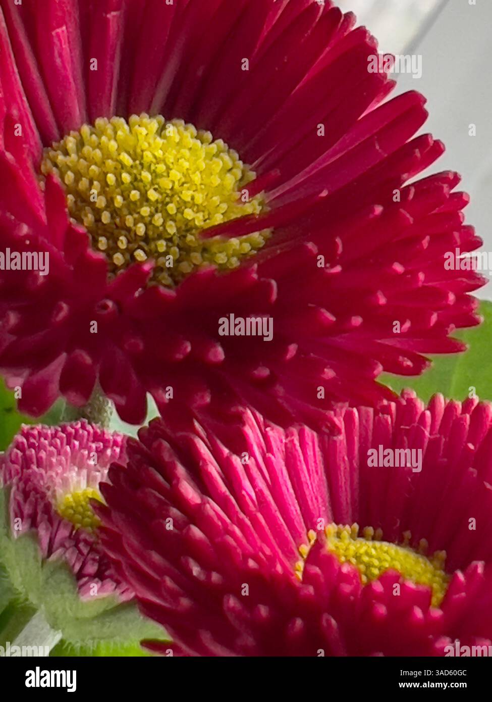 Ein lebhaftes englisches Gänseblümchen blüht in Galaxienrot und zeigt Rosa- und Gelbtöne, Schönheit und Eleganz. - Smartphone-aufgenommenes Stockfoto