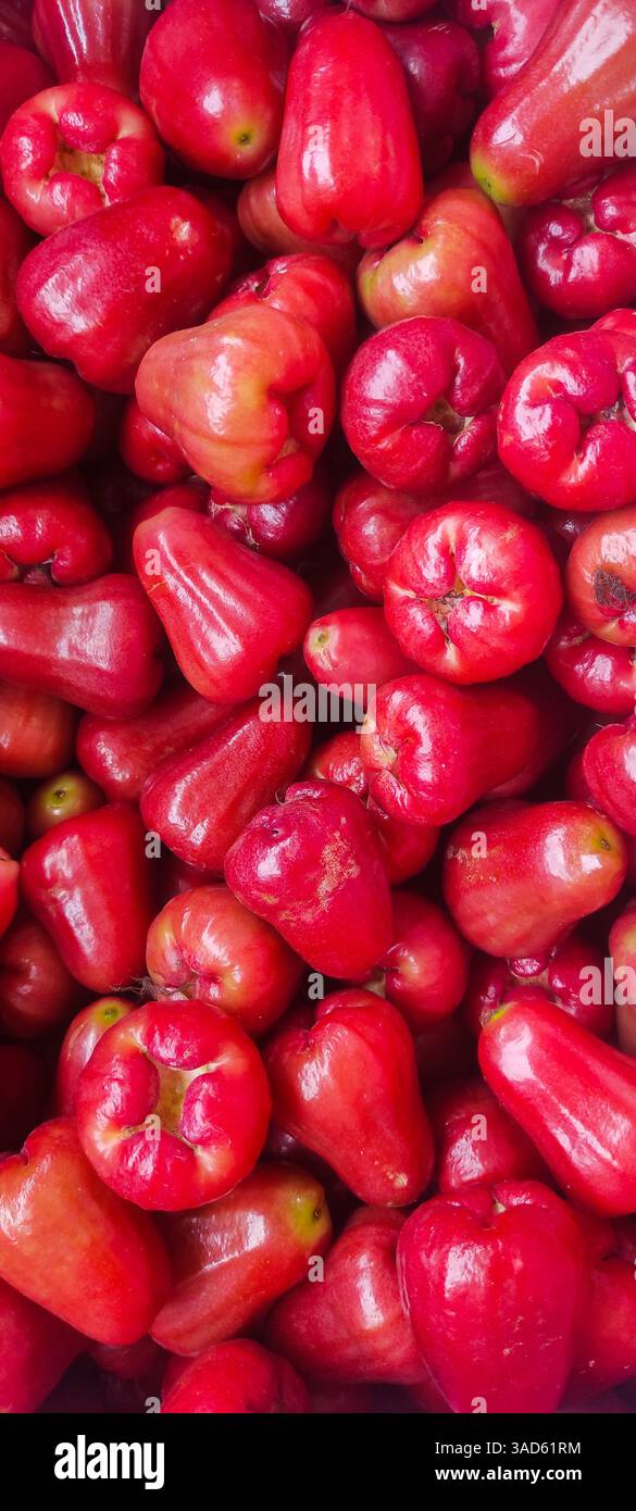 Ein Stapel frischer reifer Java-Apfel oder malaiischer Apfel oder semarang-Rosenapfel oder Wachsapfel oder Jambu-Luft wird wunderschön dargestellt. Stockfoto
