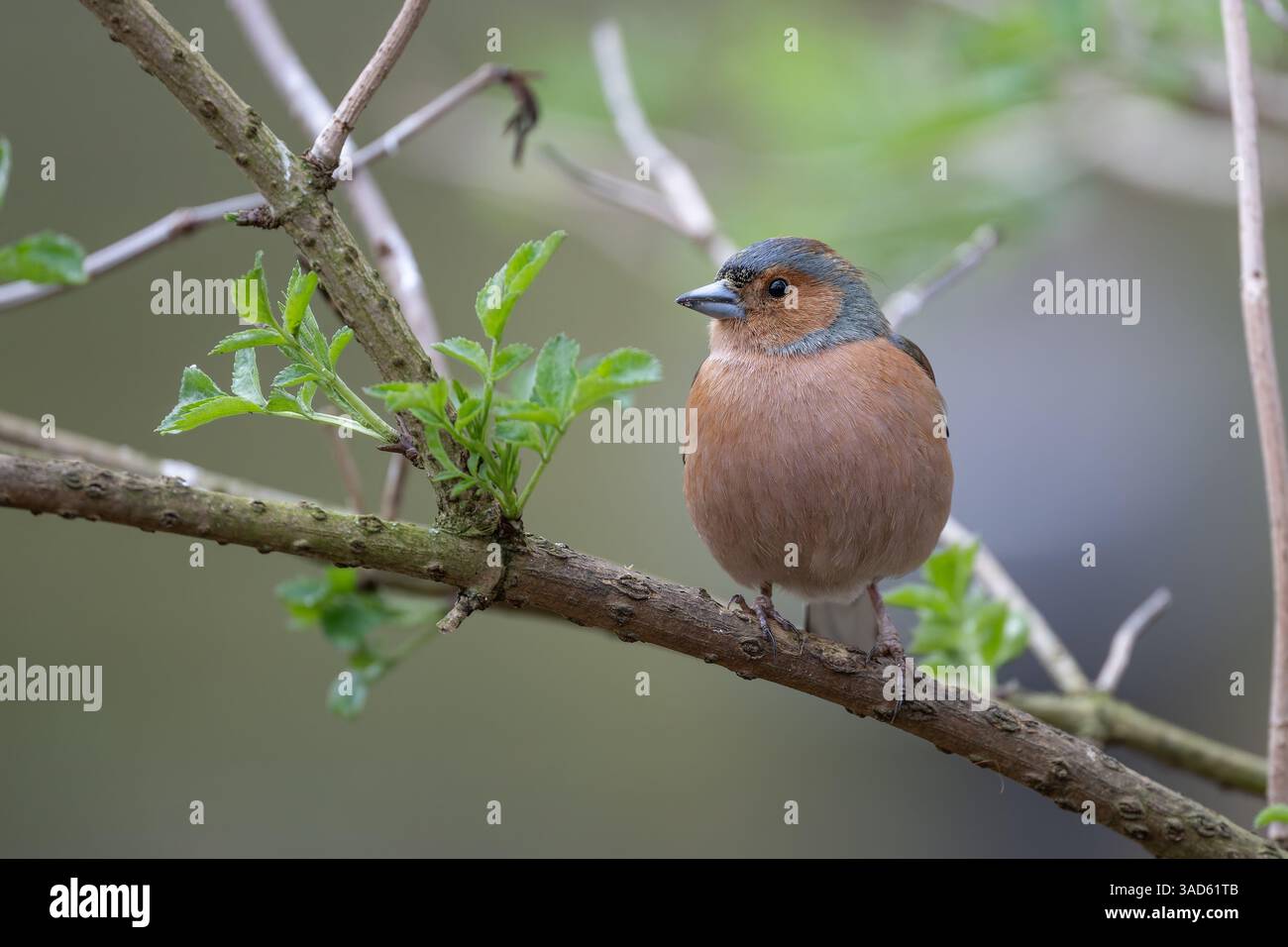 Männlicher Chaffinch, Fringilla Coelebs, auf einem Ast Stockfoto