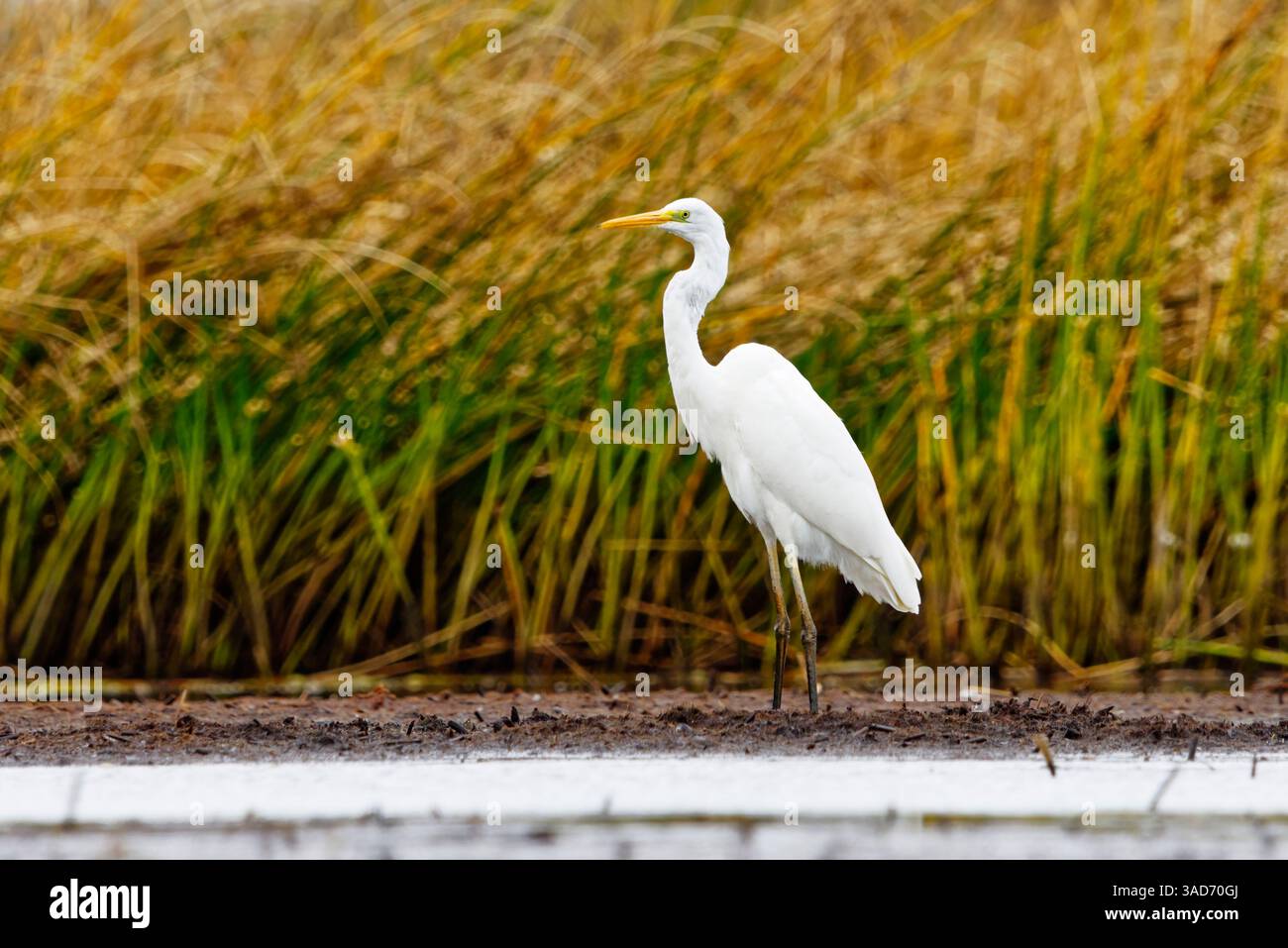 Großer Reiher (Ardea alba), der im Herbst in den Feuchtgebieten steht. Stockfoto
