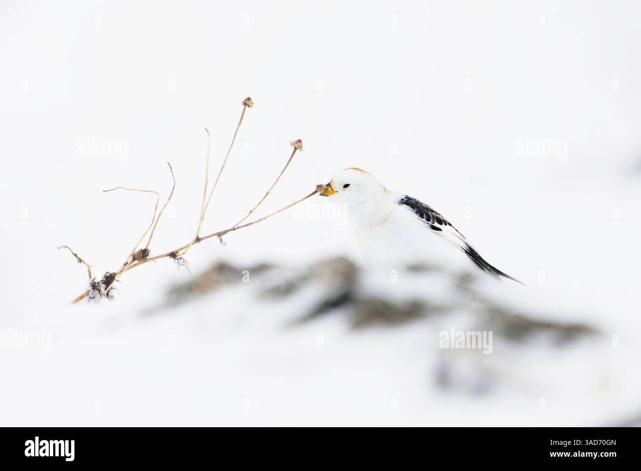 Schneebrecke (Plectrophenax nivalis), die im Frühjahr im Schnee wilde Pflanzensamen fressen. Stockfoto