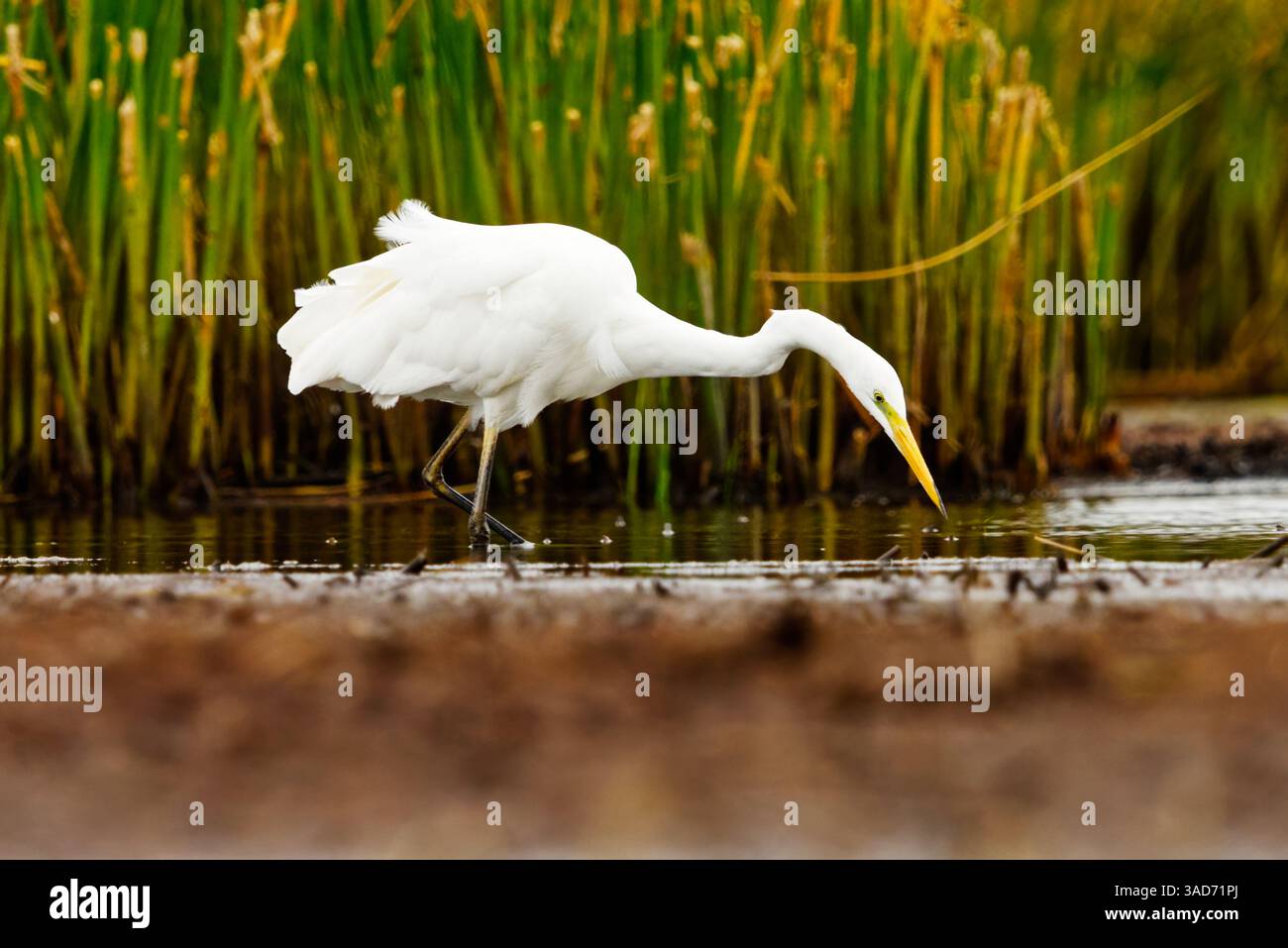 Großer Reiher (Ardea alba), der im Herbst in den Feuchtgebieten nach Essen sucht. Stockfoto