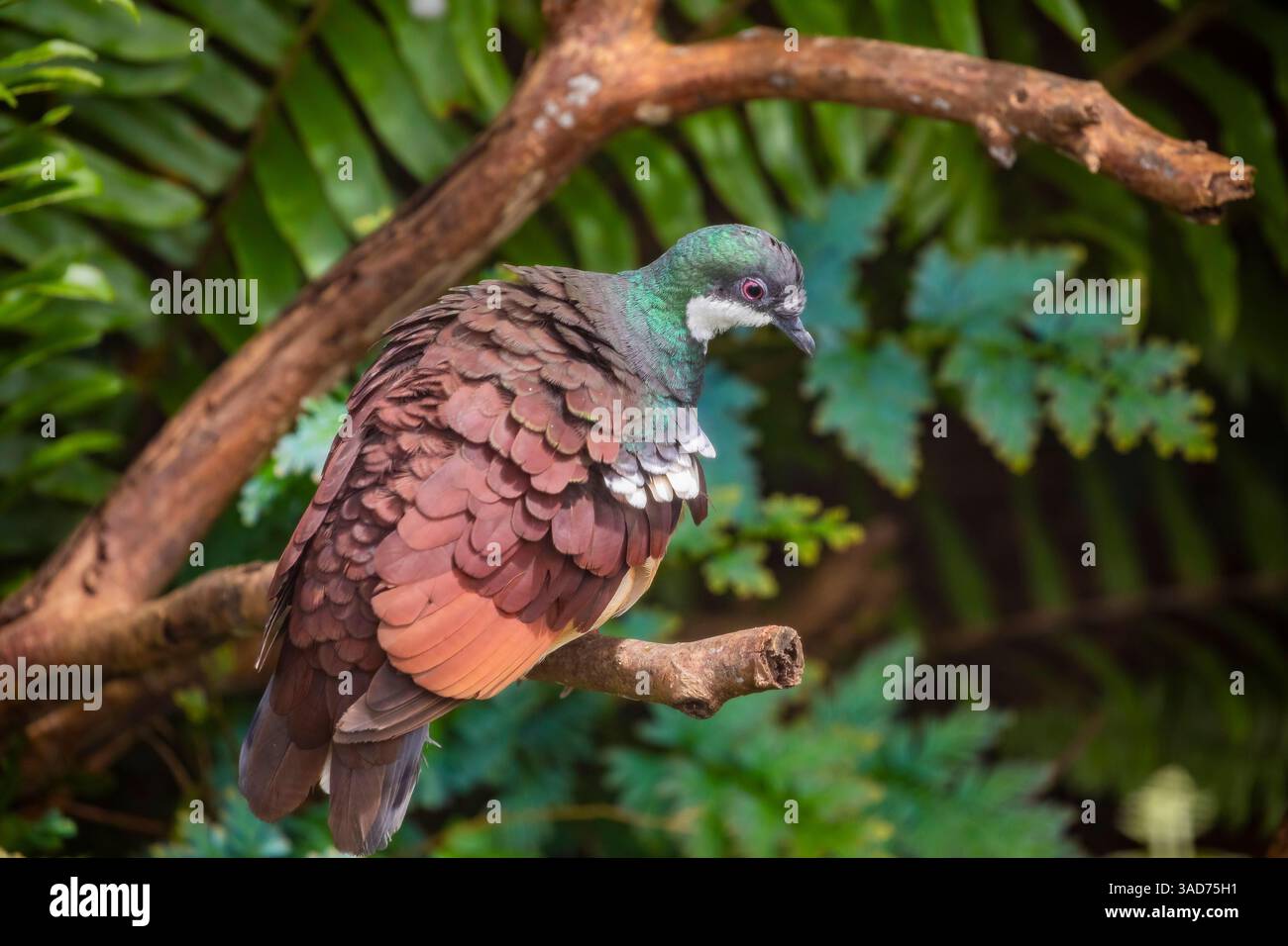 Negros Bleeding-Heart Dove (Gallicolumba keayi) ist ein bedrohter Bodenvogel, der auf den philippinischen Inseln Negros und Panay endemisch ist. Stockfoto
